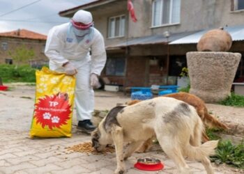 Gratis 4 Ekim’de Sokak Hayvanlarına Mama Dağıtıyor!