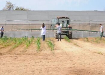 GTÜ Yerli Teknolojiler Ve Yapay Zekayla Organik Endüstriyel Kenevir Yetiştirme Projesi