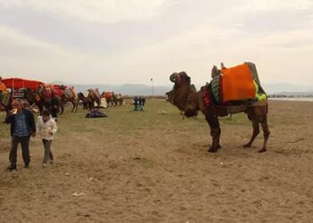 Güre Sahilindeki Arenada Develer Güreşti