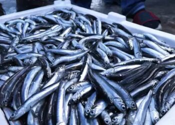 Hamsi En Çok Tercih Edilen Deniz Ürünü Oldu