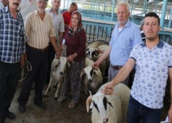 Hayvancılığa koç üzere takviye