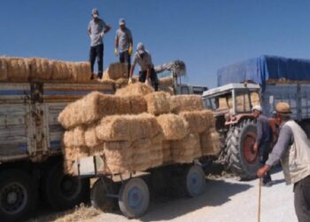 Hayvancılık bitmesin diye balya balya takviye