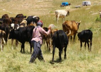 Hayvancılıkta bir ilk! Çoban haritası çıkartılıyor
