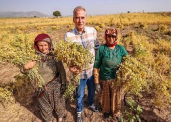 Hibe nohutta hasat sevinci