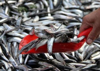 İklim Değişikliği Balıkların Göç Takvimini Etkiliyor