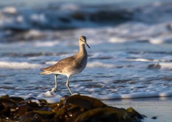 İklim Değişikliği Deniz Canlılarını Etkiliyor