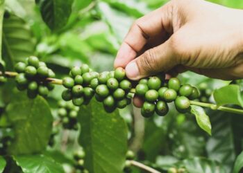 İklim Değişikliği Kahve Üretimini Tehdit Ediyor