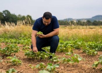 İklim krizinde susuz tarım umut oluyor