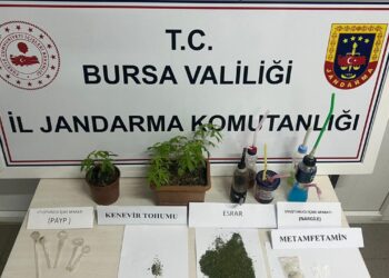 İnegöl’de Yasa Dışı Kenevir Ekimi Operasyonu