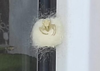 İnsan yüzlü örümcek müdafaa altında!