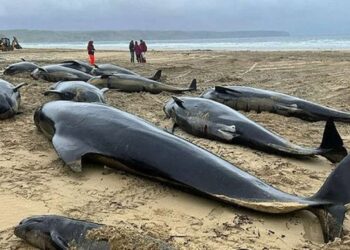 İskoçya’da 55 Pilot Balina Toplu Şekilde Karaya Vurdu
