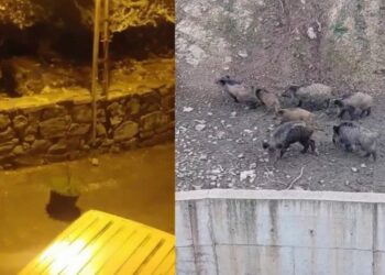 İstanbul’da İlçe Merkezine İnen Domuzlar Görüntülendi