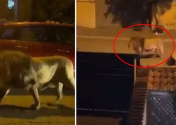 İtalya Sokaklarında Başıboş Gezen Aslan Görüntülendi