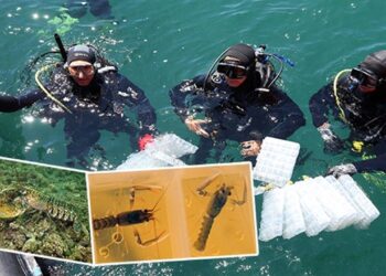 ‘İyilik Yap, Denize At’ Projesinin İkinci Yılında 300 Genç İstakoz Denize Bırakıldı