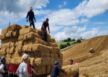 İzmit buğday balyalarını üreticilerle paylaşacak
