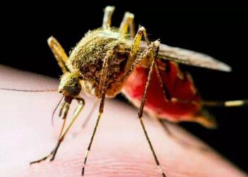 Kabus Geri Döndü: Sivrisinekler Neden Özellikle Sizi Isırıyor?