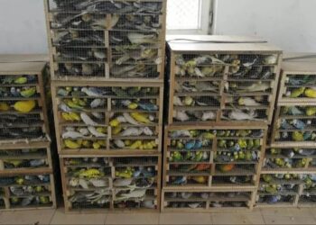 Kaçak Yolarla Ülkeye Sokulan Cins Kuşlara El Konuldu