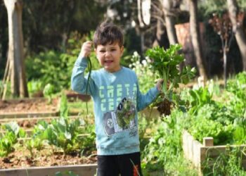 Kadıköy bostanlarında hasat vakti
