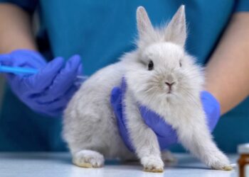 Kanada Markaların Hayvanlar Üzerinde Kozmetik Ürün Testlerini Yasakladı