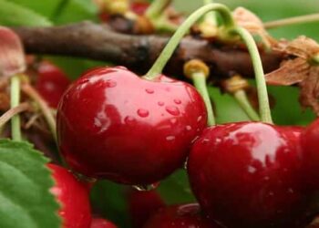 Kanı Temizleyip Kilo Verdiren Kirazın Şaşırtan Faydaları