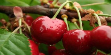 Kanı Temizleyip Kilo Verdiren Kirazın Şaşırtan Faydaları