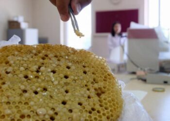 Kanserle uğraşa Bingöl’den yeni umut: Apilarnil