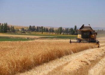 Karakılçık buğdayında hasat sevinci
