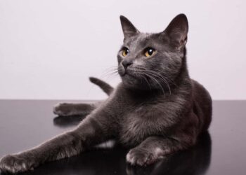 Kedilere Olan Tutkusu İşi Oldu