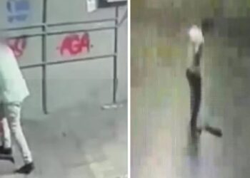 Kediyi Tekmeleyerek Öldüren Şahıs Tutuklandı