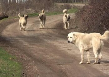 Kendisini Kovalayan Köpeklerden Kaçan Çocuk Yaralandı