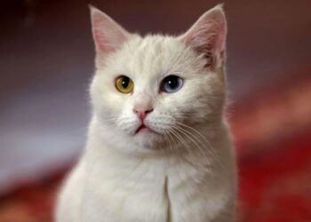 Kıbrıs’ta Ölümcül Kedi Virüsü! Tüm Kedi Sahipleri Tetikte