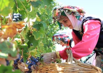 Kırklareli’nde Geleneksel Kızılcıkdere Bağ Bozumu Şenlikleri Başladı