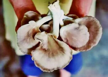 Kırmızı Ete Sağlıklı Alternatif: İstiridye Mantarı