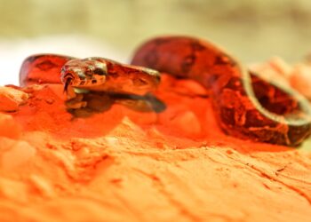 Kırmızı Kuyruklu Boa Yılanı Ve Çinçillalar Yeni Evlerine Alışıyor