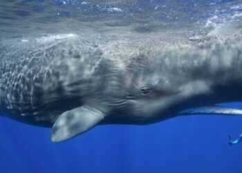 Kıyıya Vuran İspermeçet Balinasının İçinden Tam 500 bin Euroluk “Yüzen Altın” çıktı