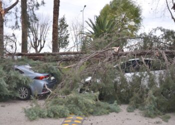 Kocaeli’de Deniz Taştı, Ağaçlar Devrildi