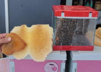 Kocaeli’de bal hasadı şenliği