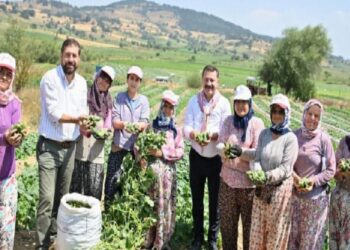 Kornişon üreticilerinde hasat sevinci