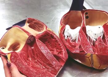 Koyun Kalp Kapakçığı İnsan Hücreleriyle Uyumlu Bulundu