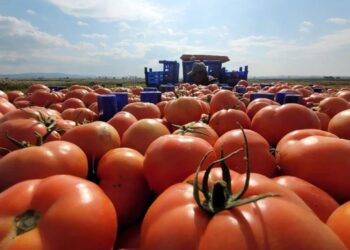 Kuraklıktan Rekoltesi Düşen Tescilli Çanakkale Domatesi İçin Üretici Yeni Yılda Umutlu