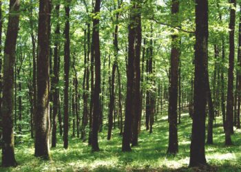 Küresel İklim Değişikliği Meşe Ve Kestane Ormanlarını Yok Ediyor