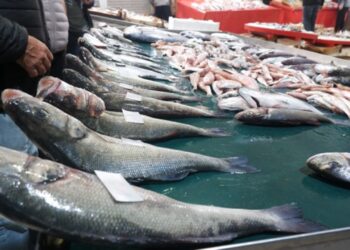 Foça’da Levrek Bolluğu