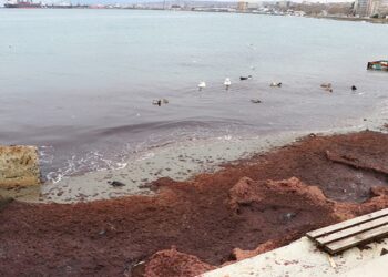 Lodos Sahilde Kırmızı Yosun Birikimine Neden Oldu
