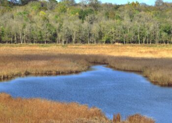 Longoz Ormanları Sonbahar Renkleriyle Büyülüyor