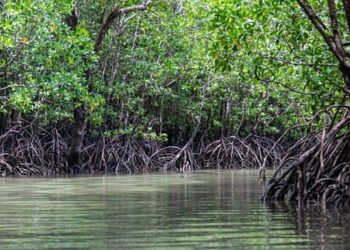 Mangrov Ormanlarının Azalması İklim Değişikliği ve Doğal Afet Tehlikesini Artırıyor