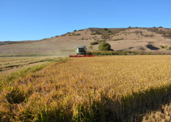 Manyas’ta Çeltik Sezonu Başlıyor: Biçim ve Kurutma Bedelleri Belli Oldu!