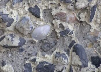 Midye Kabuklarının Ortaya Çıktığı Maltepe Köprüsü’nden Karot Örneği Alındı