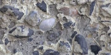 Midye Kabuklarının Ortaya Çıktığı Maltepe Köprüsü’nden Karot Örneği Alındı