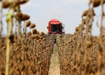 “Milli Ayçiçeği Tohumu Projesi” İle Yerli Tohumdan Hasat!