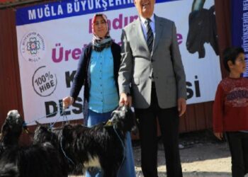 Muğla ‘Kıl Keçisi’ takviyesini sürdürüyor